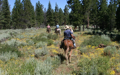 Horse Back Riding